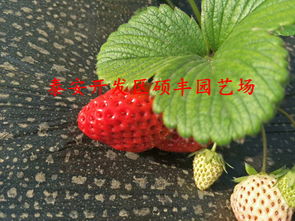 【甜宝草莓苗大棚草莓的种植与管理】-